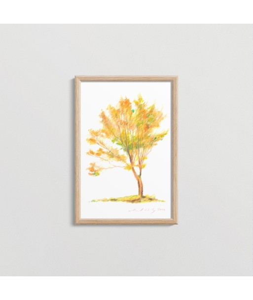 Japanese Tree 29 prix pour 