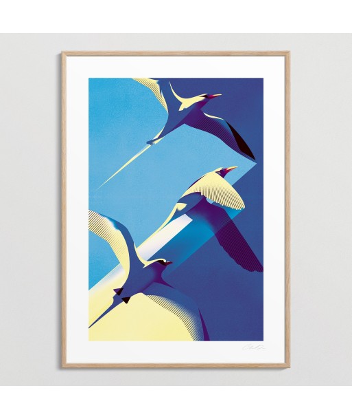 Tropicbirds français