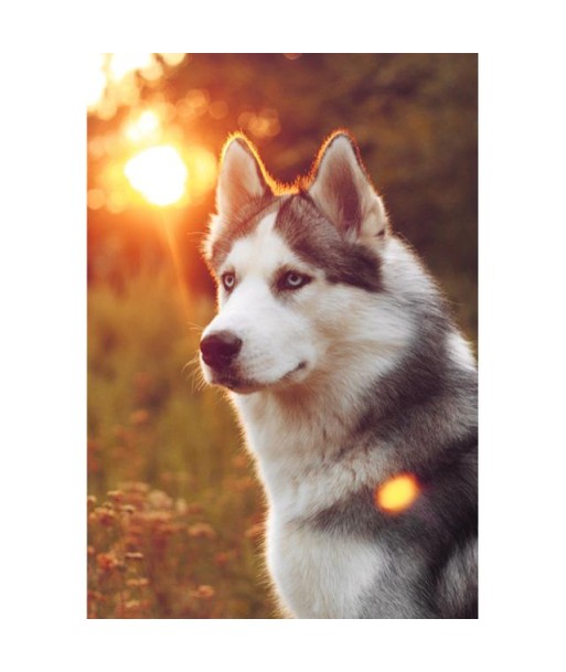 Broderie Diamant  Husky au Coucher de Soleil rembourrage situé sous