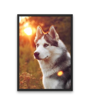 Broderie Diamant  Husky au Coucher de Soleil rembourrage situé sous