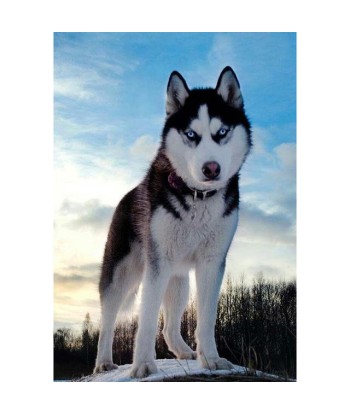 Broderie Diamant  Husky Sauvage En savoir plus