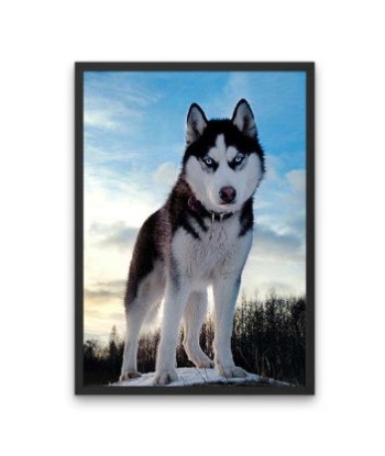 Broderie Diamant  Husky Sauvage En savoir plus