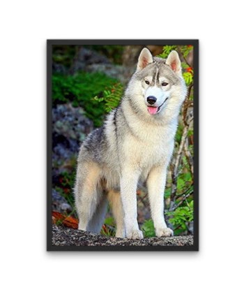 Broderie Diamant  Husky Gris les muscles