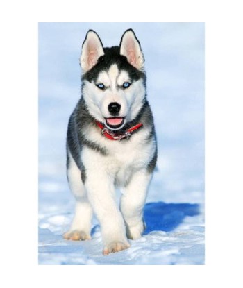 Broderie Diamant  Chiot Husky et Neige Economisez 