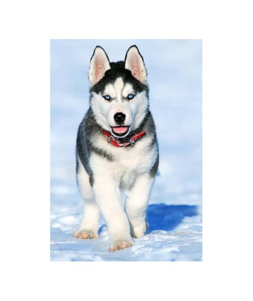 Broderie Diamant  Chiot Husky et Neige Economisez 