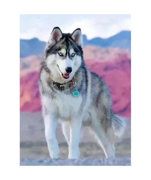 Broderie Diamant  Chien Husky et Décor Rose pas cher 