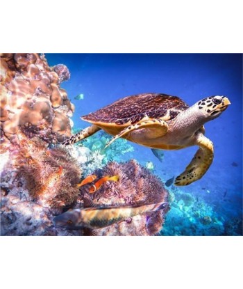 Broderie Diamant  Tortue Photographiée brillant des détails fins