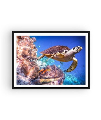 Broderie Diamant  Tortue Photographiée brillant des détails fins