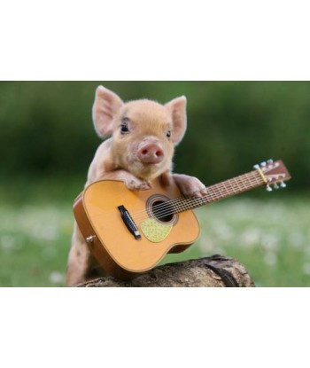 Broderie Diamant  Cochon joue de la Guitare Vous souhaitez 