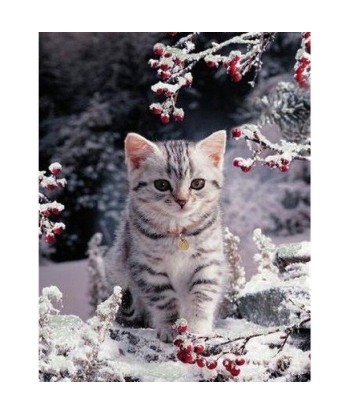 Broderie Diamant  Chaton dans la Neige sur le site 