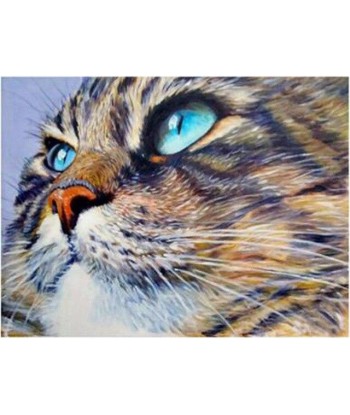 Broderie Diamant  Chat Yeux Bleus Perçants prix pour 