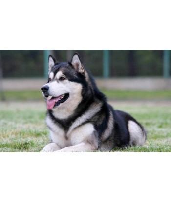 Broderie Diamant  Chien Husky de France