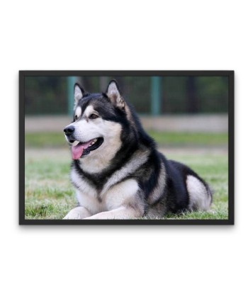 Broderie Diamant  Chien Husky de France