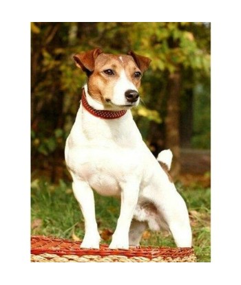 Broderie Diamant  Chien Jack Russel soldes