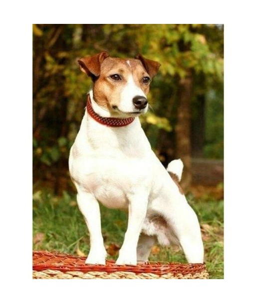 Broderie Diamant  Chien Jack Russel soldes