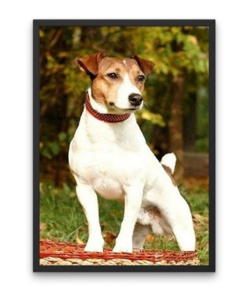 Broderie Diamant  Chien Jack Russel soldes