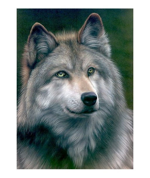 Broderie Diamant  Loup Portrait l'achat 