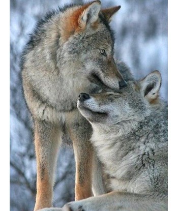 Broderie Diamant  Couple de Loups Economisez 