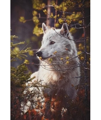 Broderie Diamant  Loup et Forêt Les magasins à Paris