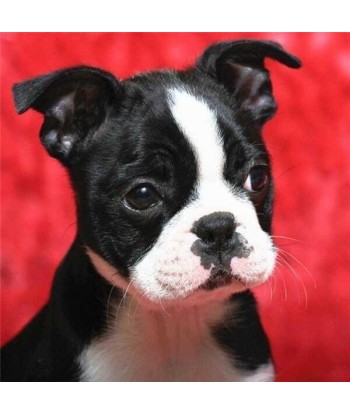 Broderie Diamant  Boston Terrier les muscles