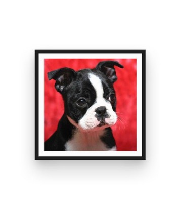 Broderie Diamant  Boston Terrier les muscles