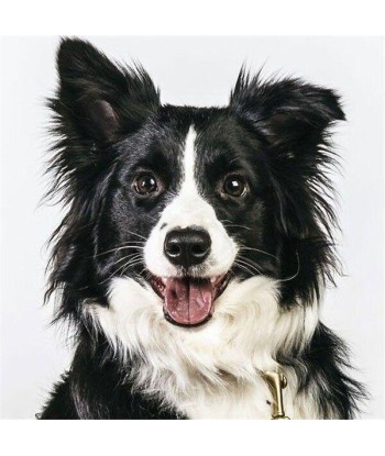 Broderie Diamant  Border Collie les ligaments