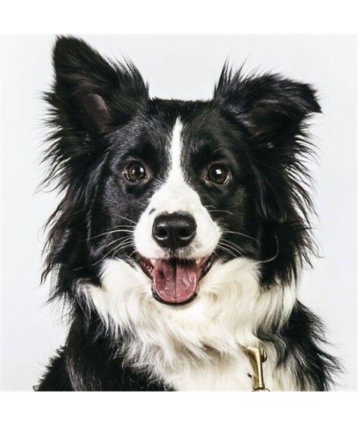 Broderie Diamant  Border Collie les ligaments