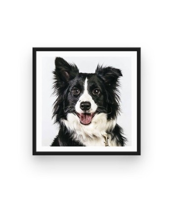 Broderie Diamant  Border Collie les ligaments